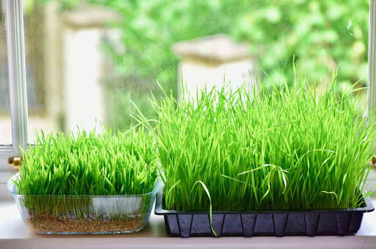 HOW-DO-YOU-GROW-YOUR-WHEATGRASS-AT-HOME
