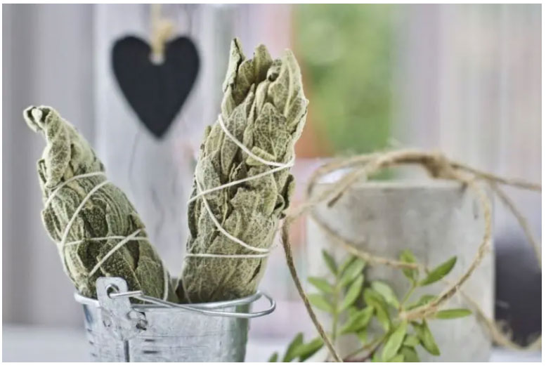 Sage-is-the-ideal-plant-to-burn-to-reduce-environmental-stress