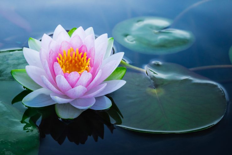 meaning-of-the-lotus-flower