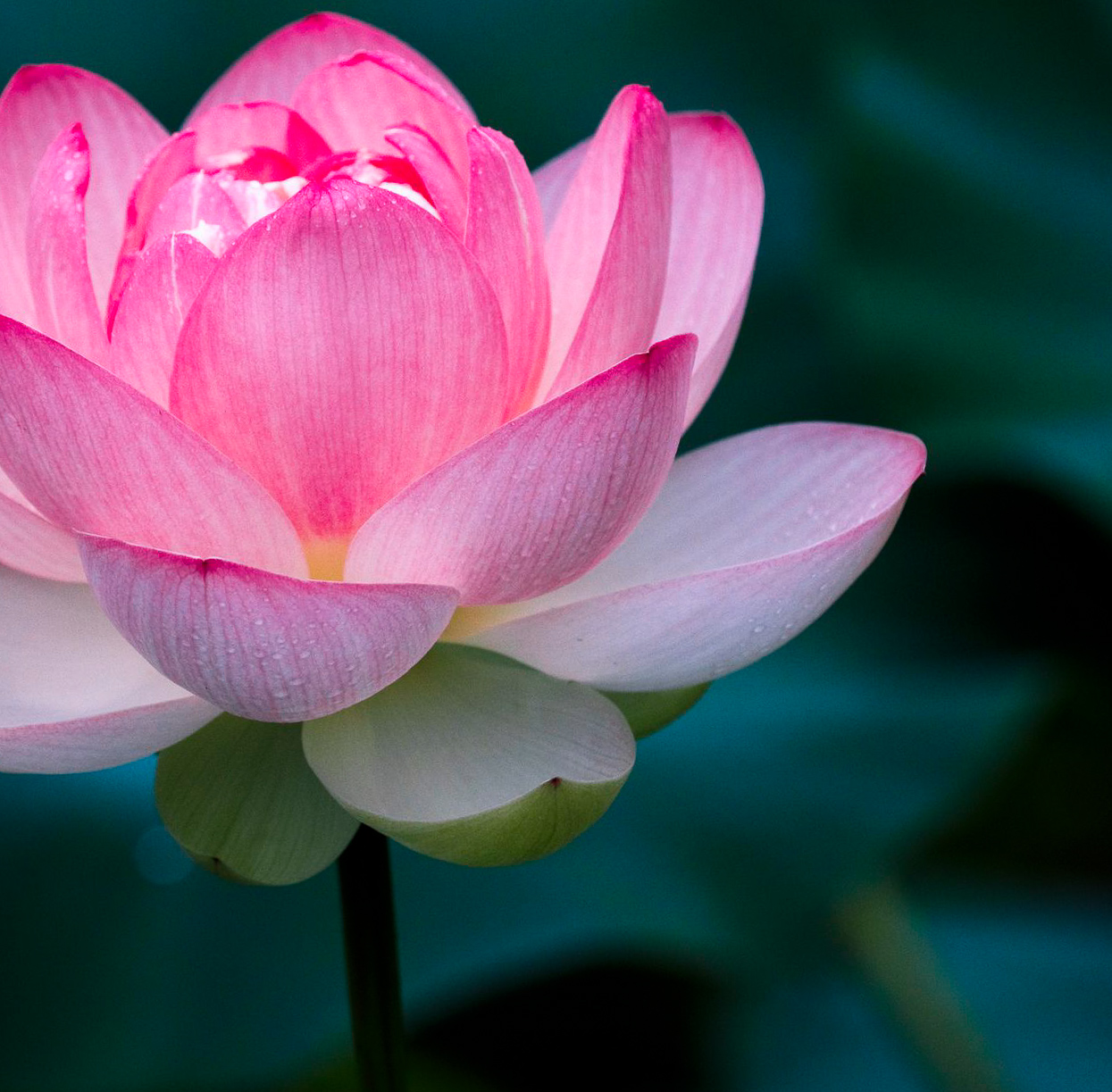 the-lotus-flower